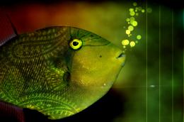Glowingfish